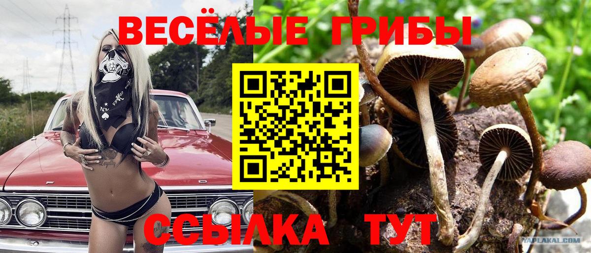 Псилоцибиновые грибы Psilocybine cubensis Обь